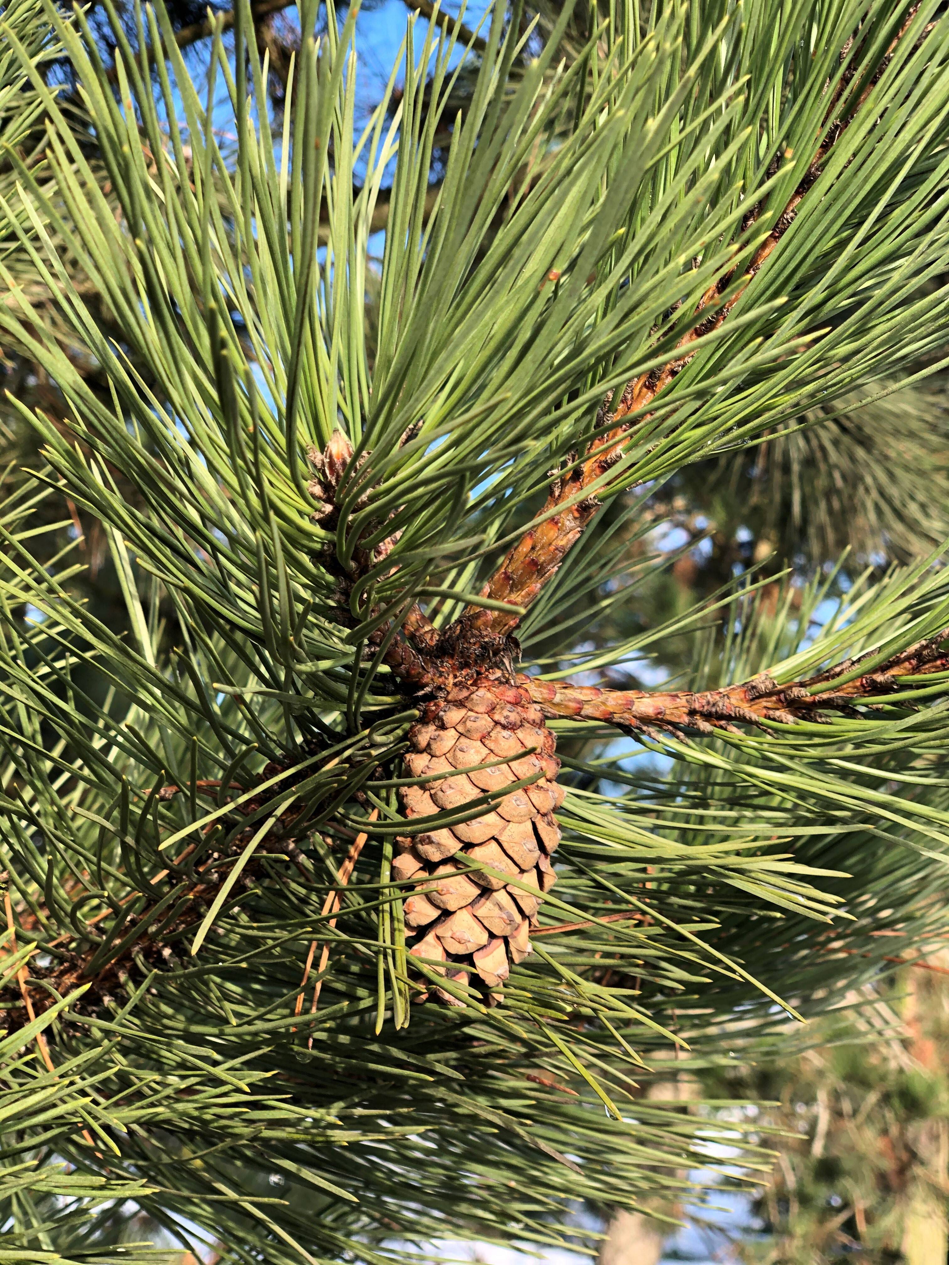 Pinus nigra nigra_23